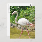 Beautiful Greater Flamingo - Postcard Postkarte (Vorne/Hinten)
