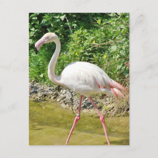 Beautiful Greater Flamingo - Postcard Postkarte (Vorderseite)