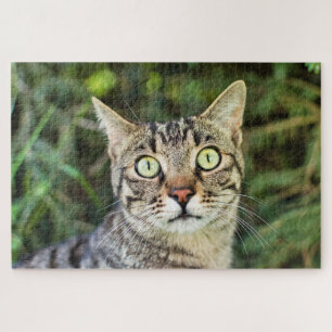 Beautiful green-eyed tabby cat close-up puzzle