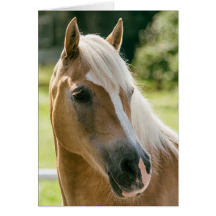 Beautiful haflinger horse portrait