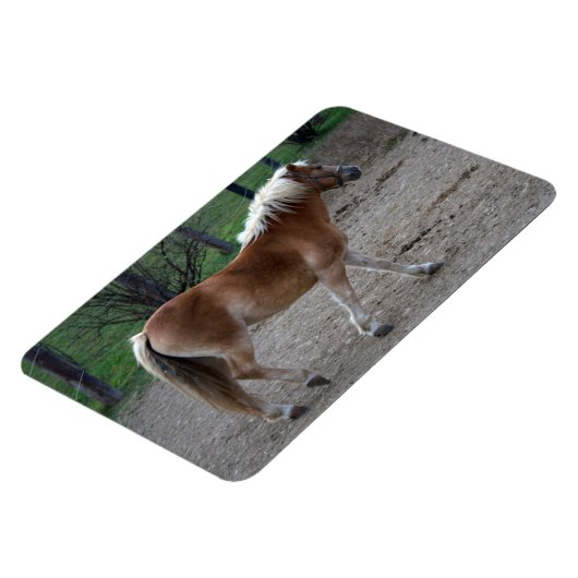 Beautiful Haflinger Magnet (Linke Seite)