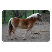 Beautiful Haflinger Magnet (Horizontal)