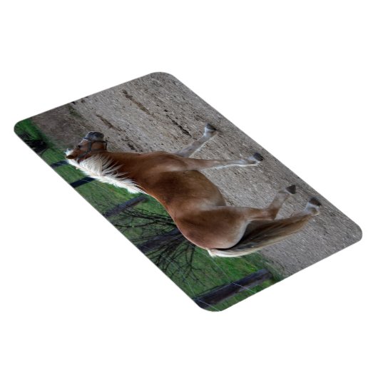 Beautiful Haflinger Magnet (Rechte Seite)