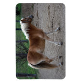 Beautiful Haflinger Magnet (Vertikal)