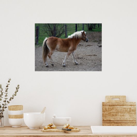 Beautiful Haflinger Poster (Küche)