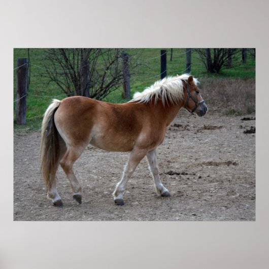 Beautiful Haflinger Poster (Vorne)