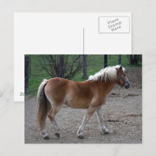 Beautiful Haflinger Postkarte (Vorne/Hinten)
