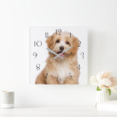 Beautiful happy reddish havanese puppy sitting quadratische wanduhr (Zuhause)