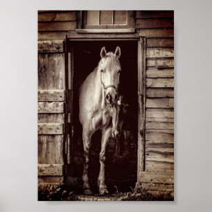 Beautiful Horses Rustic Brown Barn Poster