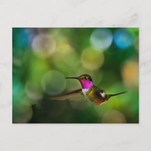 Beautiful Hummingbird Postkarte