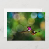 Beautiful Hummingbird Postkarte (Vorne/Hinten)