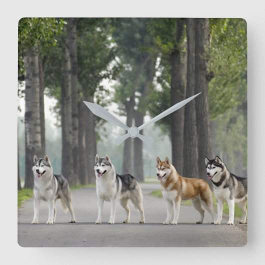 Beautiful Husky Dogs on a Nature Trail Quadratische Wanduhr (Vorderseite)