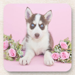 Beautiful Husky Puppy with Pink Roses Getränkeuntersetzer