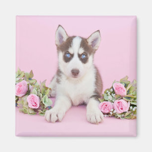 Beautiful Husky Puppy with Pink Roses Magnet