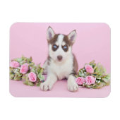 Beautiful Husky Puppy with Pink Roses Magnet (Horizontal)