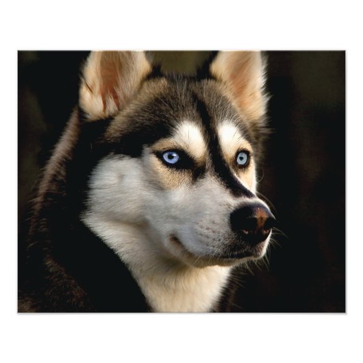 Beautiful Husky Throw Pillow Fotodruck (Vorne)