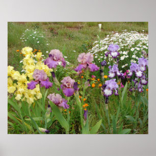 Beautiful Iris Flower Garden Poster