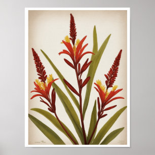 Beautiful Kangaroo Paw Blume Wall Poster