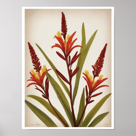Beautiful Kangaroo Paw Blume Wall Poster (Vorne)