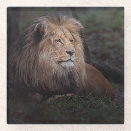 Beautiful Katanga Lion Glasuntersetzer (Vorderseite)