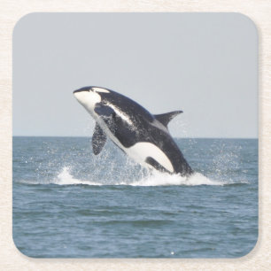Beautiful Killer Whale Rechteckiger Pappuntersetzer