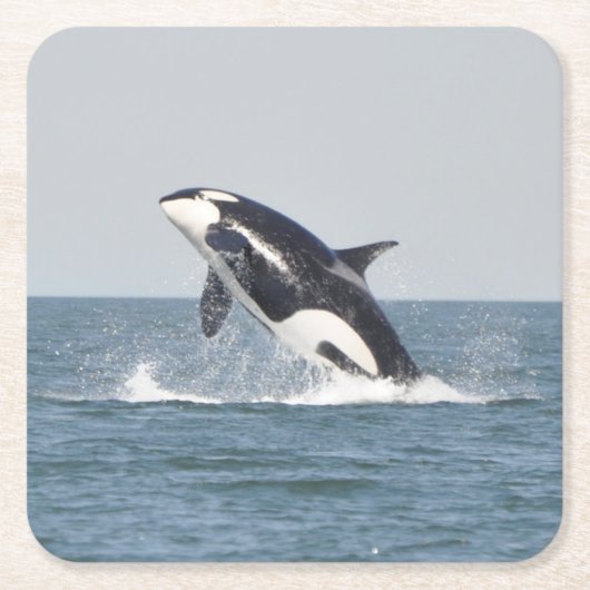 Beautiful Killer Whale Rechteckiger Pappuntersetzer (Vorderseite)