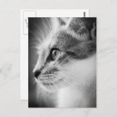 Beautiful Kitten Postcard Postkarte (Vorne/Hinten)