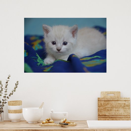 Beautiful Kitten Poster (Küche)