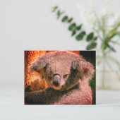 Beautiful Koala Postkarte (Stehend Vorderseite)
