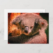 Beautiful Koala Postkarte (Vorne/Hinten)