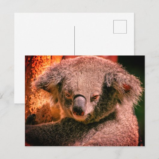 Beautiful Koala Postkarte (Vorne/Hinten)