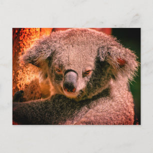 Beautiful Koala Postkarte