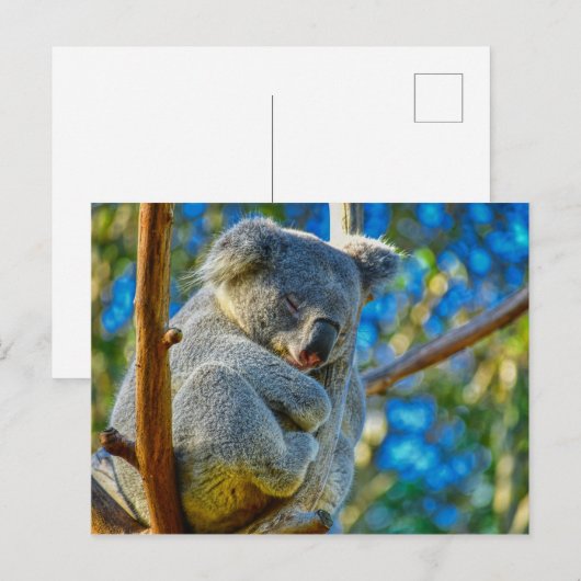 Beautiful Koala Postkarte (Vorne/Hinten)