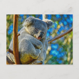 Beautiful Koala Postkarte