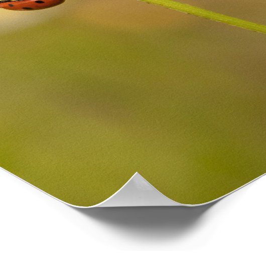 Beautiful Ladybug on Daisy Poster (Ecke)