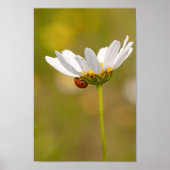 Beautiful Ladybug on Daisy Poster (Vorne)
