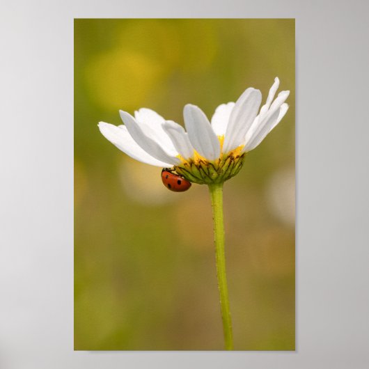 Beautiful Ladybug on Daisy Poster (Vorne)