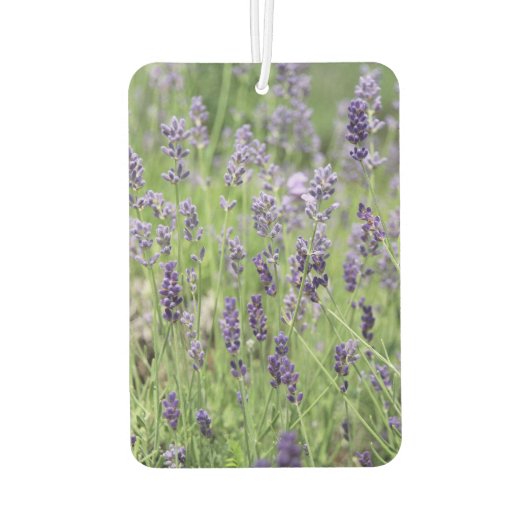 Beautiful Lavender Autolufterfrischer (Rückseite)