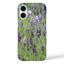 Beautiful Lavender