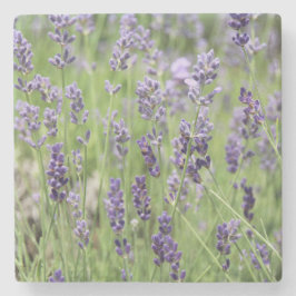 Beautiful Lavender Steinuntersetzer