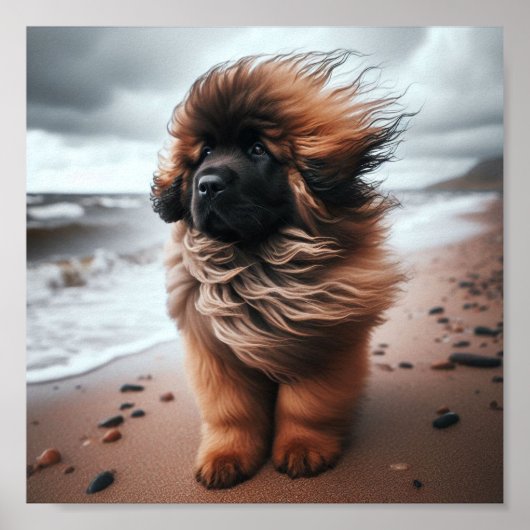 Beautiful Leonberger Welpe Poster (Vorne)