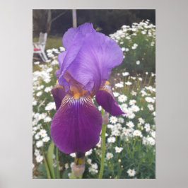 Beautiful Lila Iris Flower Garden Poster