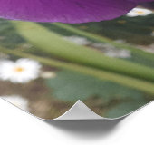 Beautiful Lila Iris Flower Garden Poster (Ecke)