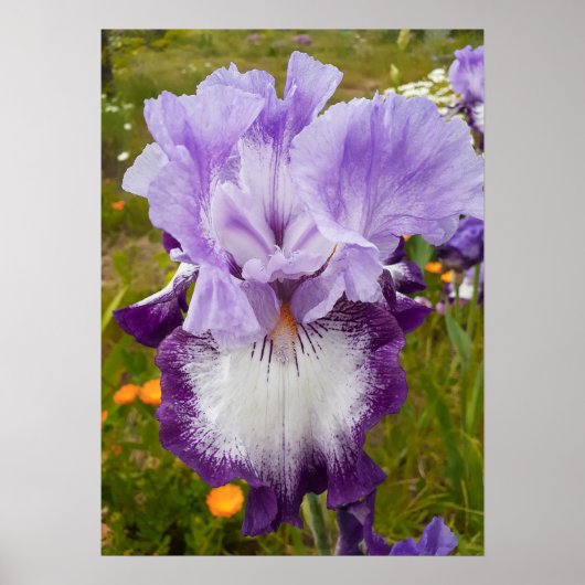 Beautiful Lila Iris Flower Garden Poster (Vorne)