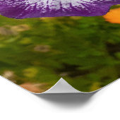Beautiful Lila Iris Flower Garden Poster (Ecke)