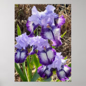 Beautiful Lila Iris Lilac Flower Garden Poster (Vorne)