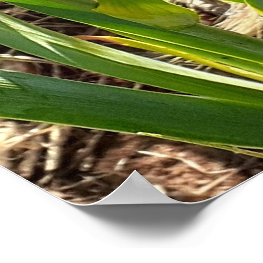 Beautiful Lila Iris Lilac Flower Garden Poster (Ecke)