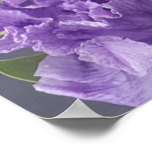 Beautiful Lila Iris Lilac Flower Garden Poster (Ecke)