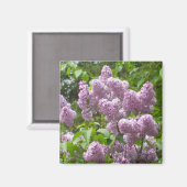 Beautiful Lilac Bush- Magnet (Vorderseite/Rückseite)
