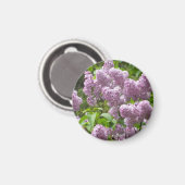 Beautiful Lilac Bush- Magnet (Vorderseite/Rückseite)